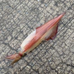 ヤリイカ