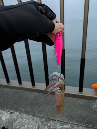 マメイカの釣果