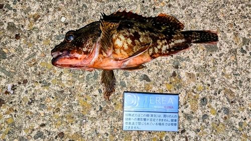 カサゴの釣果
