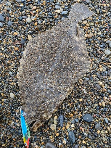 ヒラメの釣果