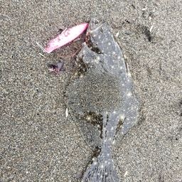ヒラメ