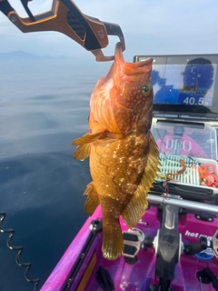 キジハタの釣果