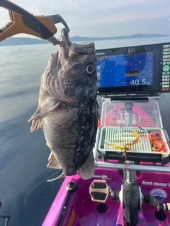 クロソイの釣果