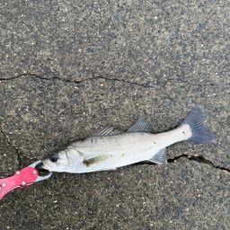 セイゴ（マルスズキ）