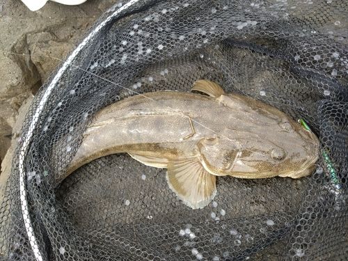 マゴチの釣果
