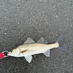 セイゴ（マルスズキ）