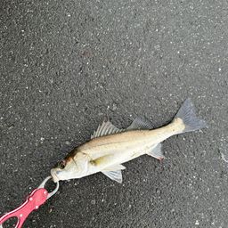 セイゴ（マルスズキ）