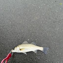 セイゴ（マルスズキ）