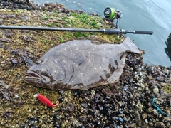 ヒラメの釣果