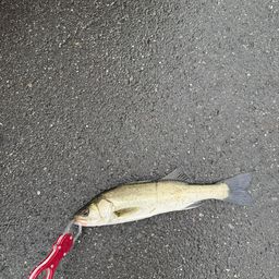 セイゴ（マルスズキ）