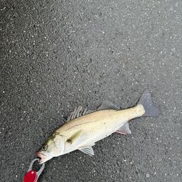 セイゴ（マルスズキ）