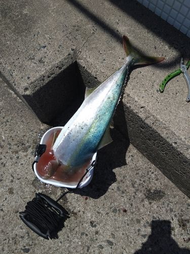 メジロの釣果