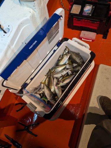 マアジの釣果