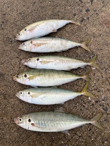 アジの釣果