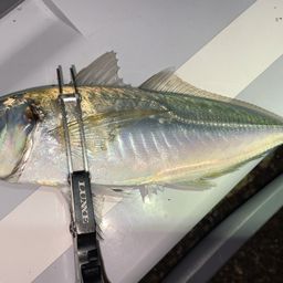 アジ