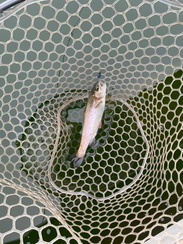 ニジマスの釣果