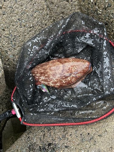 カミナリイカの釣果
