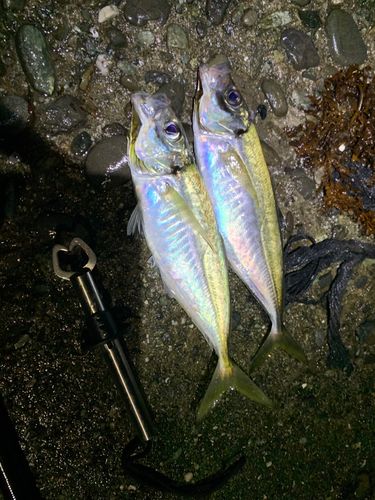 マアジの釣果