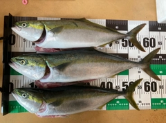 ワラサの釣果