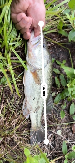 ブラックバスの釣果