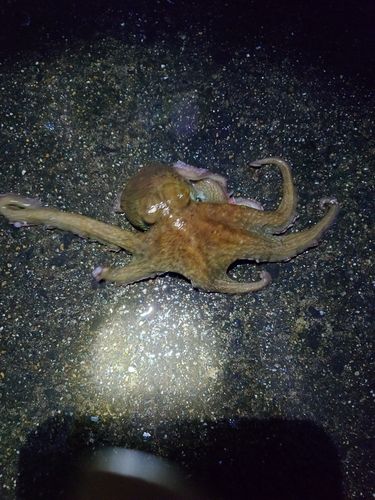 タコの釣果