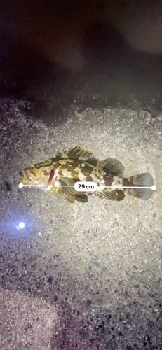 タケノコメバルの釣果