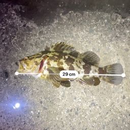 タケノコメバル