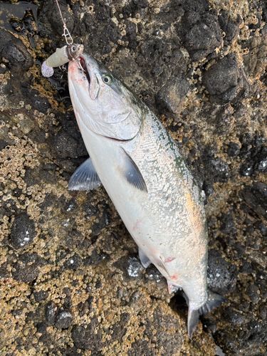 サクラマスの釣果