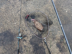 モンゴウイカの釣果