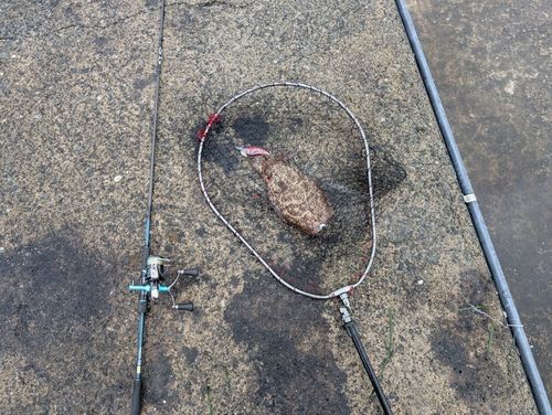 モンゴウイカの釣果