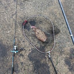 モンゴウイカ