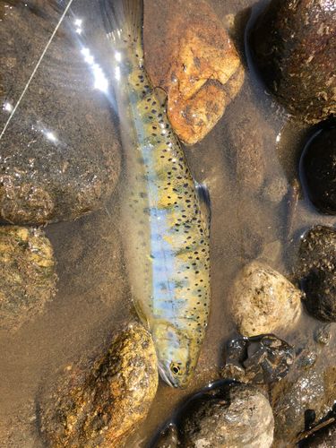 ヤマメの釣果