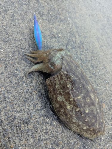 モンゴウイカの釣果