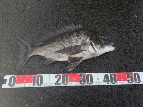 チヌの釣果