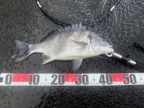キチヌの釣果