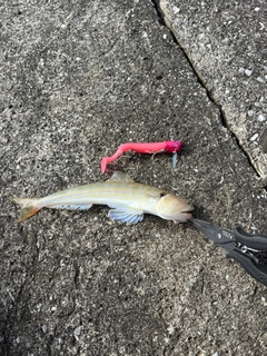 エソの釣果