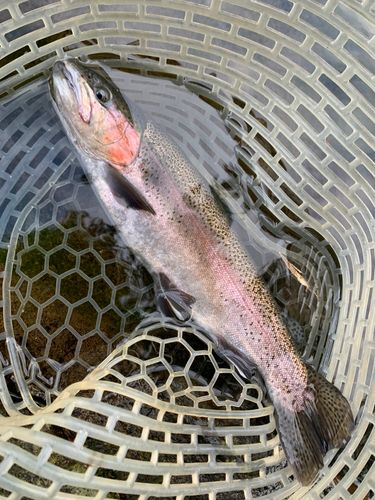 ニジマスの釣果