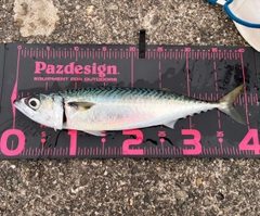 マサバの釣果