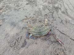 カニの釣果