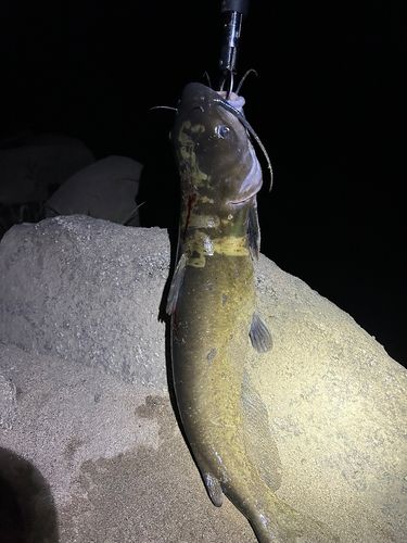 アメリカナマズの釣果