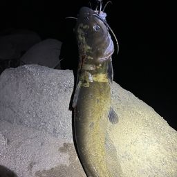アメリカナマズ