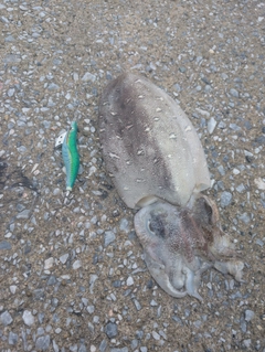 モンゴウイカの釣果
