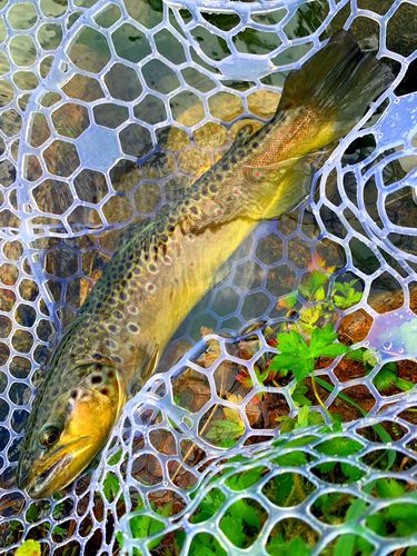 ニジマスの釣果