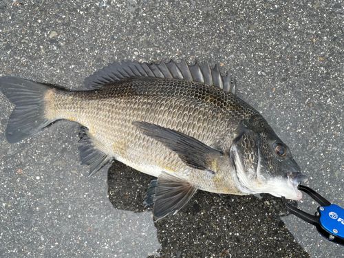クロダイの釣果