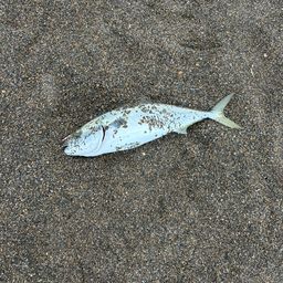 イナダ