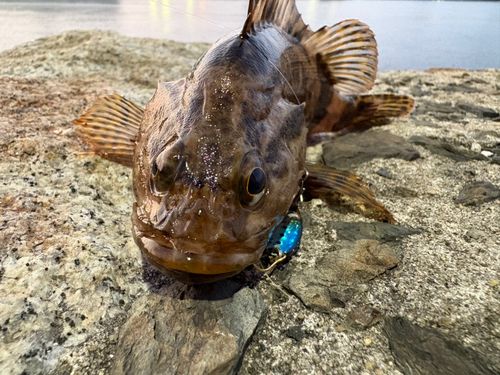 タケノコメバルの釣果