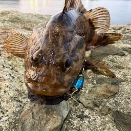 タケノコメバル