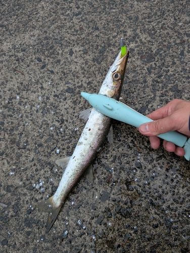 カマスの釣果