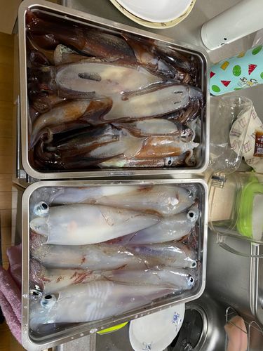 シロイカの釣果