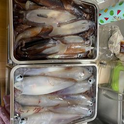 シロイカ